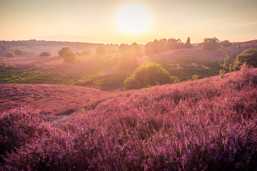 fotograferen-heide-1.jpg
