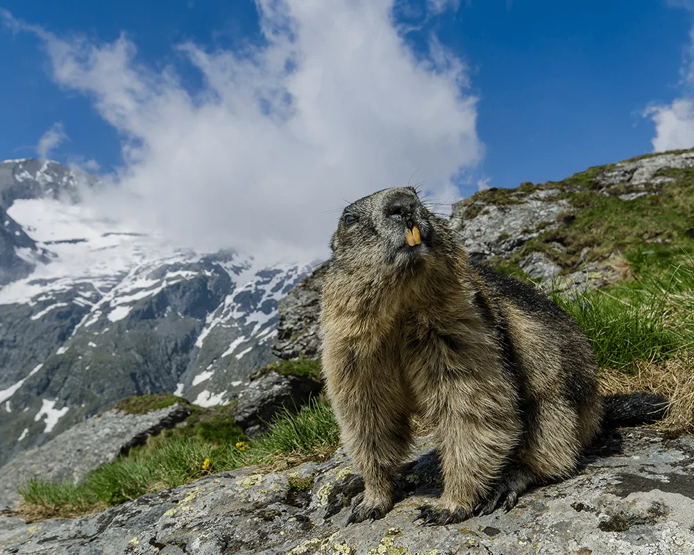 11-Alpenmarmot-Oostenrijk.png