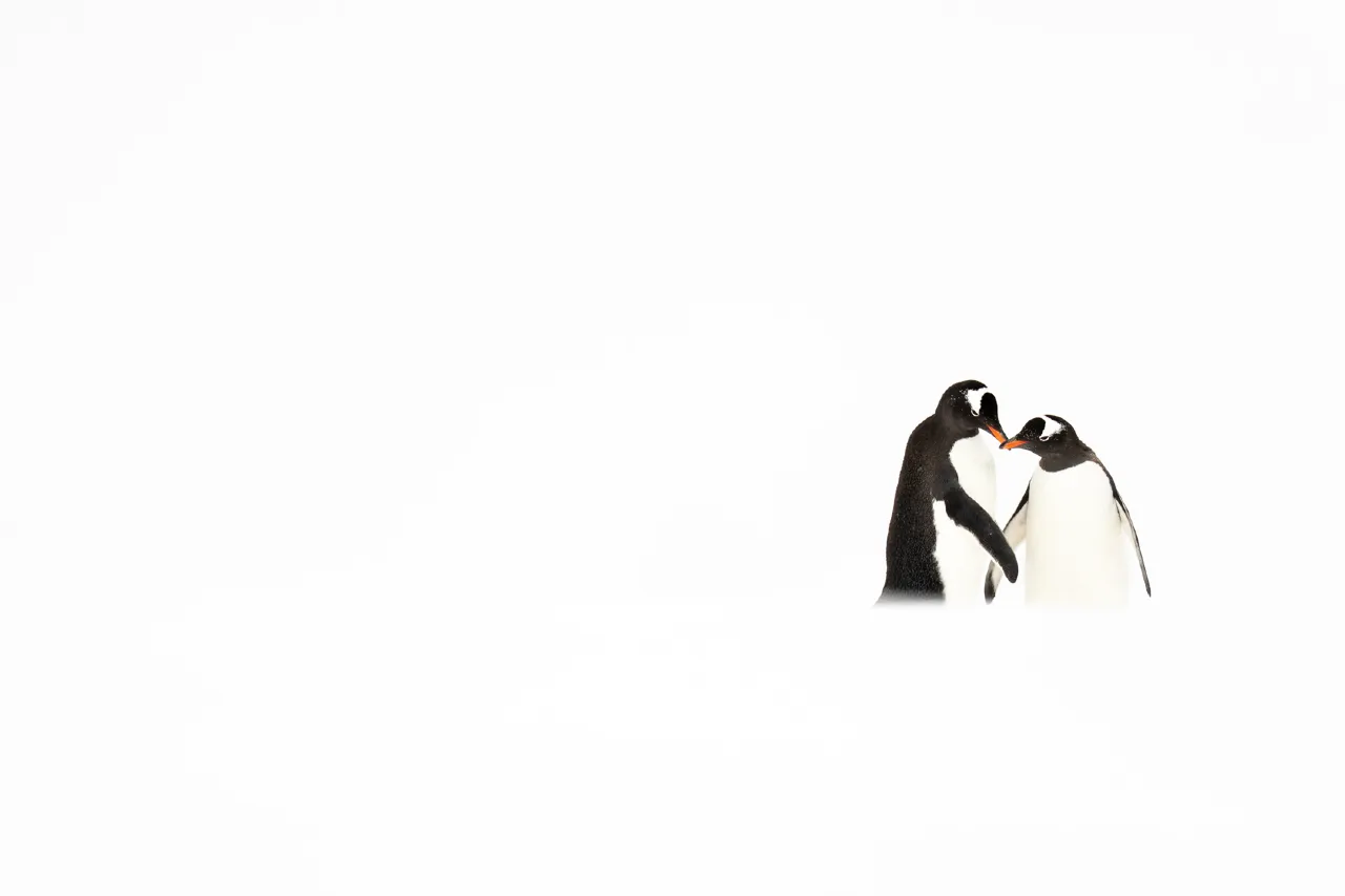 Minimalistisch_Moody_AlexPansier.webp