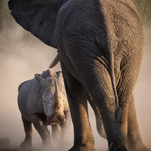 fotocompetitie-wildlife-3e-prijs-lars-korzelius.webp