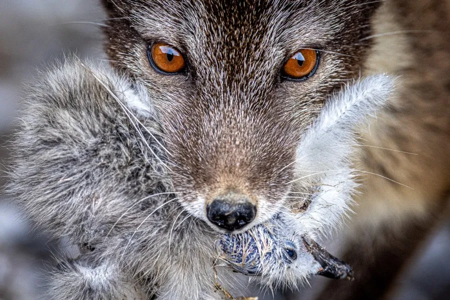 Interview_Piet_Bemd_wildlife_fotograaf_foto_10.jpg