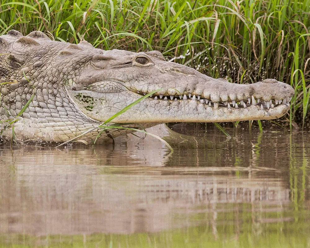19-Palo-Verde-National-Park-Costa-Rica.png