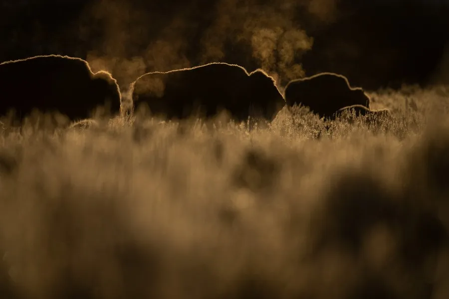 Alex_Pansier_Yellowstone_foto_5.jpg