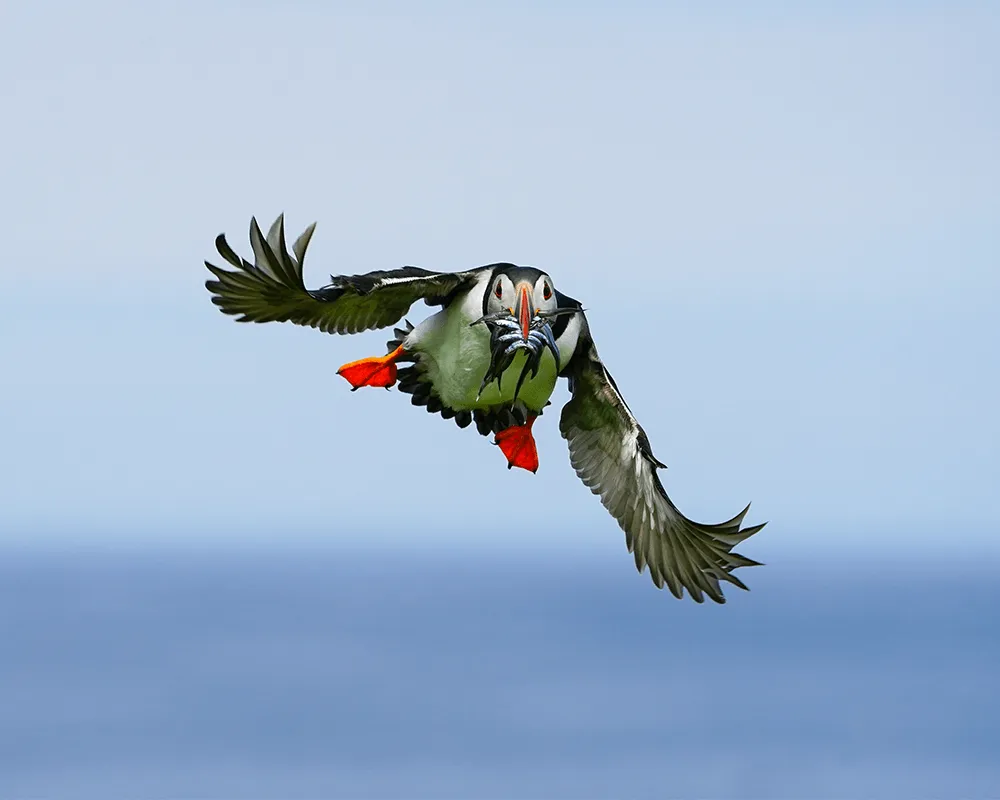 16-Farne-Eilanden.png