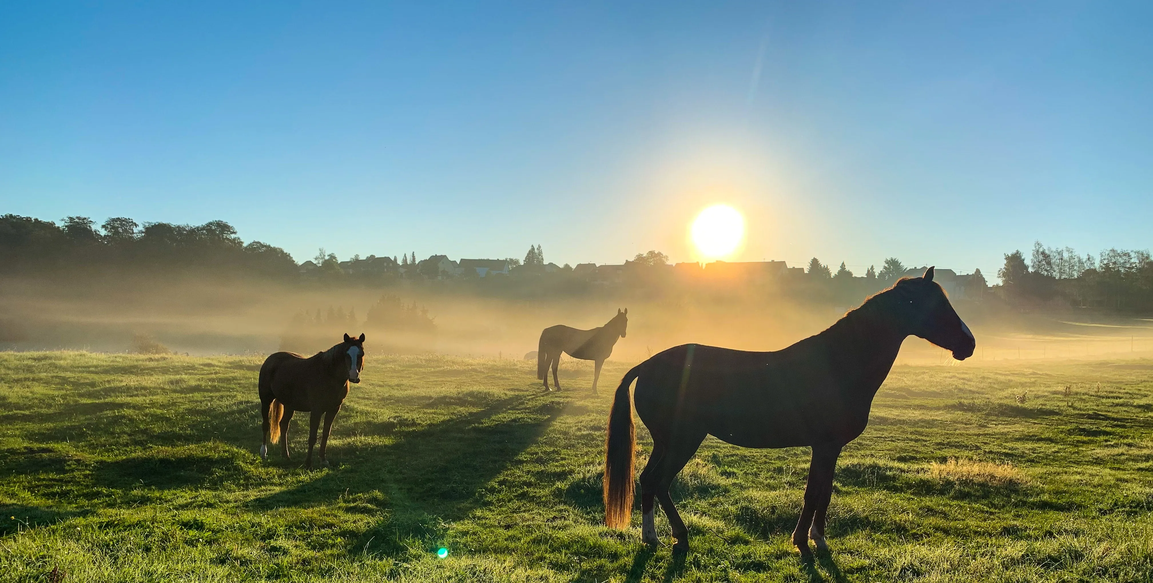 horse photography-daniel-krueger-banner.jpg