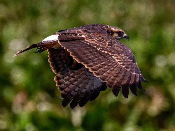 geschikte_statieven_dieren_fotografie.jpg