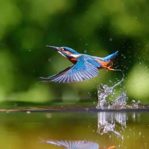 vogels-spotten-blog-tiny.webp