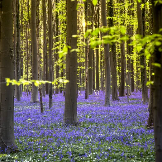 bericht-hyacinten-lente.webp
