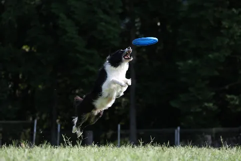 hond-lifestyle.jpg