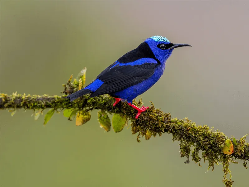 Keuzehulp-vogelfotografie-2.png