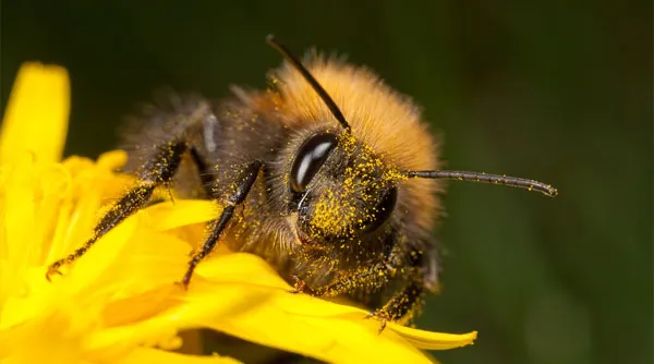 natuurfotografie-macrofotografie.jpg