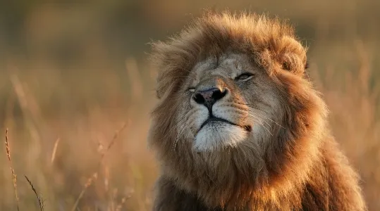 coi-wildlife-1.jpg