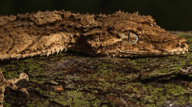 Maandthema-Dieren-Macrofotografie-MarcPeter-Kooistra-6.png