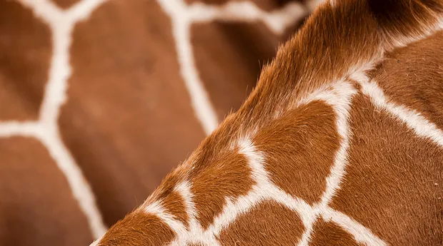 Dierenfotografie-tip9.png