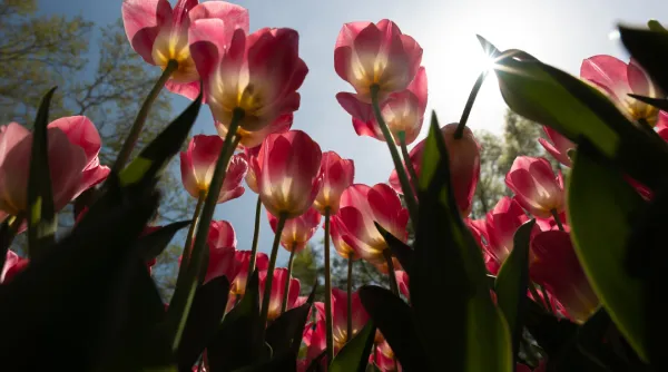 Tulpen - Tip 7.webp