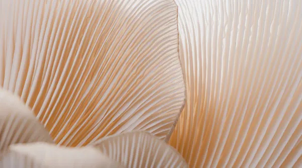 wat-is-een-macrolens-toepassing-abstracte-fotografie.jpg