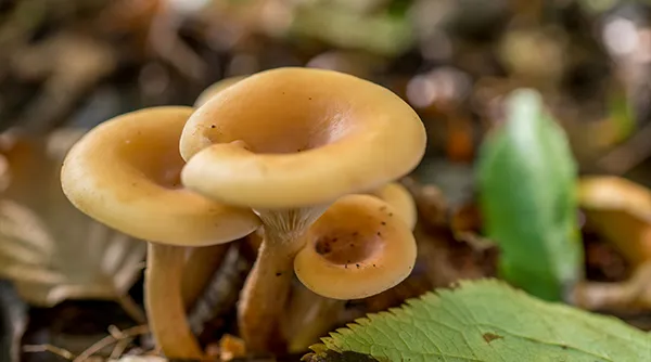 Herfst tip 3.jpg