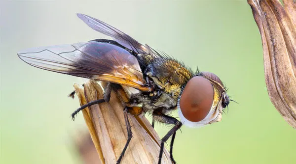 wat-is-een-macrolens-toepassing-natuurfotografie.jpg