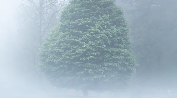 mist-dauw-blog-Henk-Jan-tip-5.webp