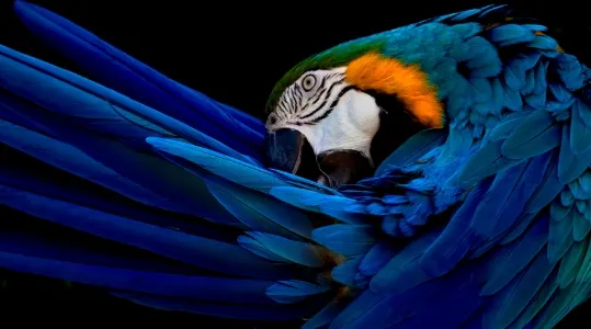 Tip 4 Wildlife en vogels.jpg
