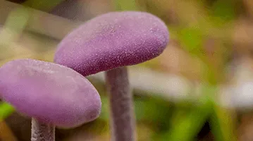 paddenstoelen4.png