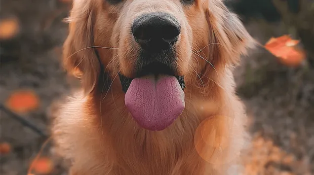 Dierenfotografie-tip11.png