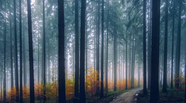 Herfst tip 1.jpg
