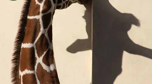 Soorten-modelfotografie_dierenfotografie-emiel-meijer.png