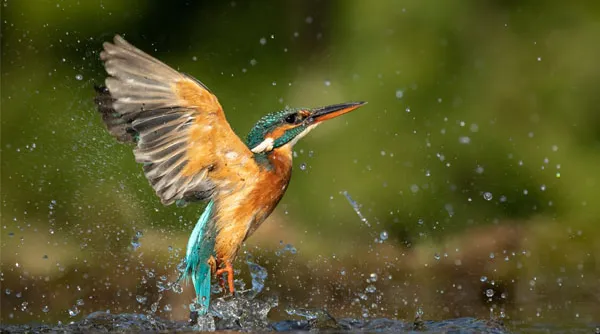 wat-is-sluitertijd-wildlife.jpg