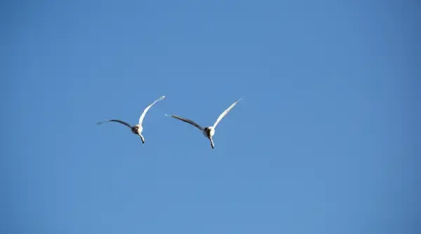 blog-wildlife-winter-ines-1.webp