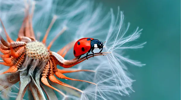 wat-is-diafragma-macro.jpg