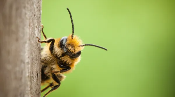 Lentefotografie - Tip 5.webp