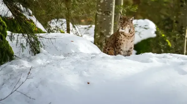 DE Winterlocaties - Bayerischer Wald - BIJGESNEDEN.webp