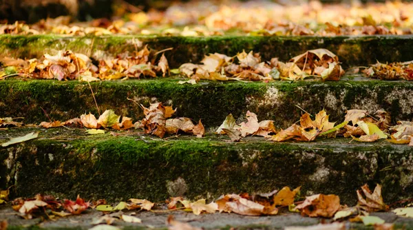 Herfst tip 8.jpg