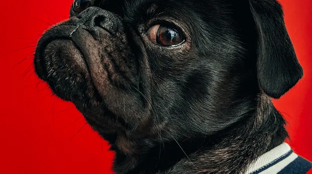 Dierenfotografie-tip4.png