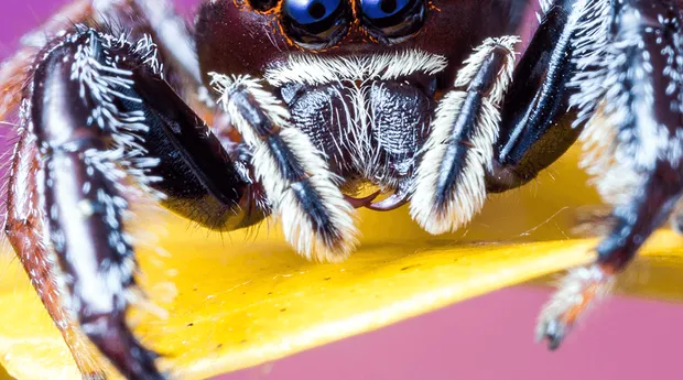 Maandthema-Dieren-Macrofotografie-MarcPeter-Kooistra-4.png
