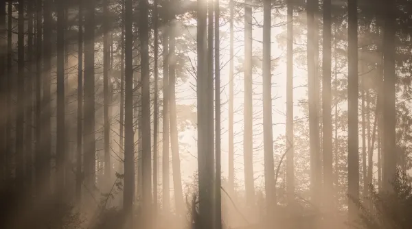 mist-dauw-blog-Henk-Jan-tip-3.webp