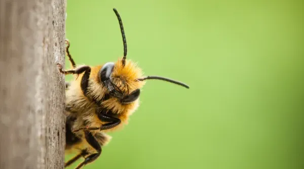 Natuurfotografie-Tip-6.webp