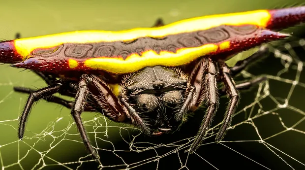 Maandthema-Dieren-Macrofotografie-MarcPeter-Kooistra-7.png