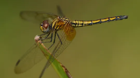 coi-wildlife-5.jpg