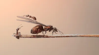 sony-objectieven-macro.jpg