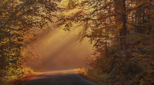 Herfst tip 2.jpg