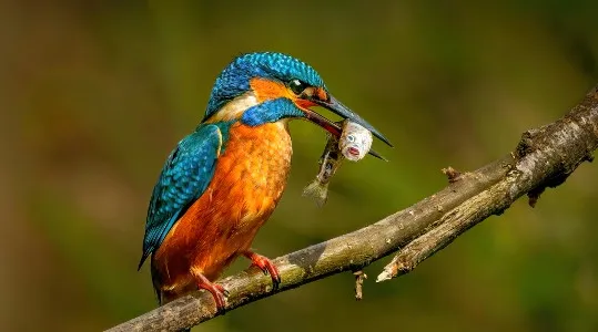Tip 2 Wildlife en vogels.jpg