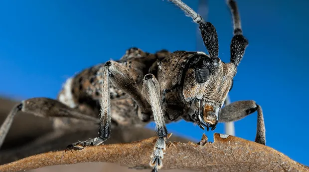 Maandthema-Dieren-Macrofotografie-MarcPeter-Kooistra-2.png