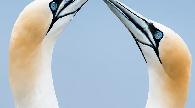 Maandthema-Dieren-JanJoost-Snijders-tip3.png