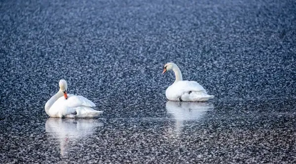 blog-wildlife-winter-ines-3.webp