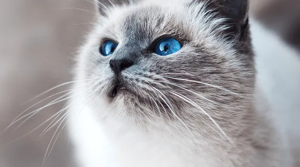 Dierenfotografie-tip10.png