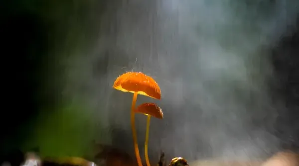 fotograferen-in-regen-6.webp