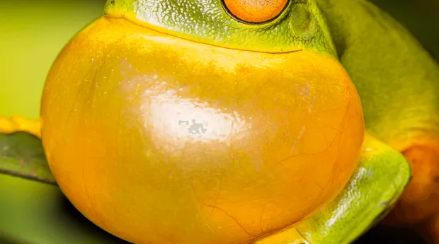 Maandthema-Dieren-Macrofotografie-MarcPeter-Kooistra-3.png