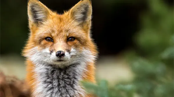 wat-is-iso-wildlife-fotografie.jpg